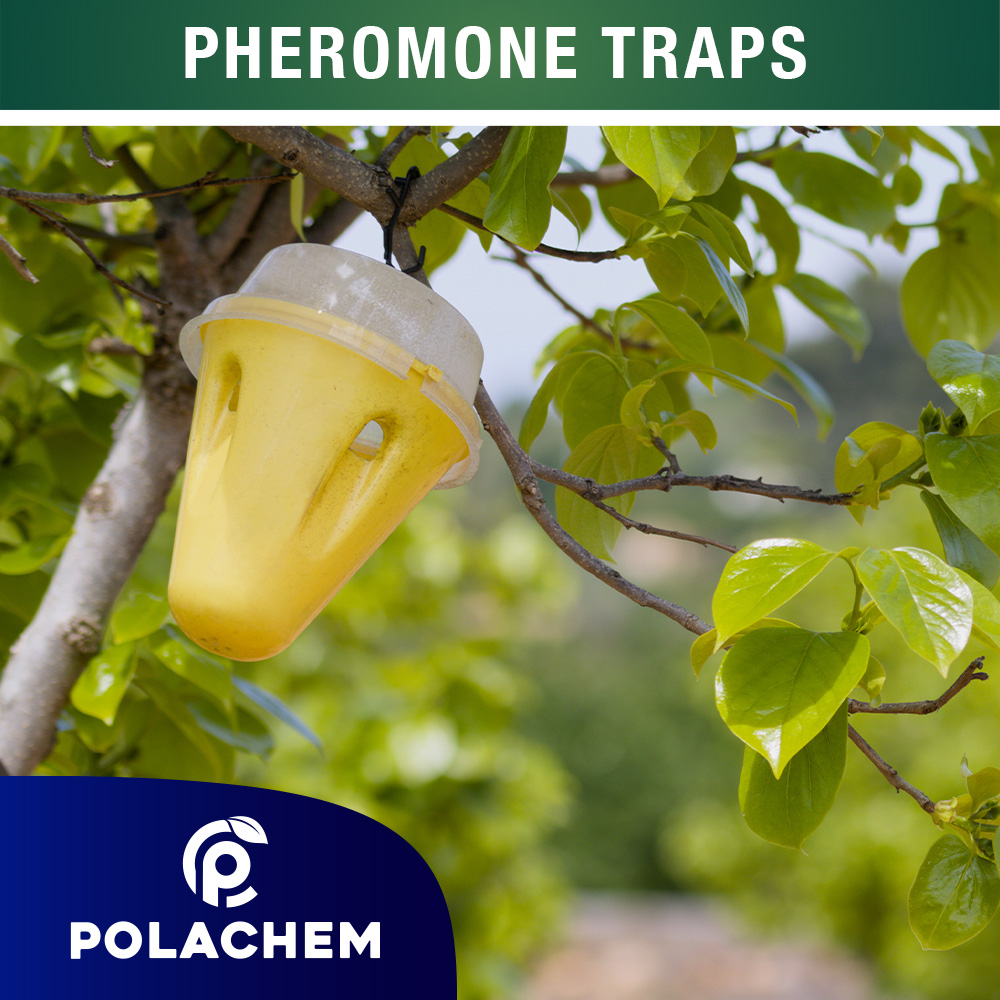PHEROMONE TRAPS
