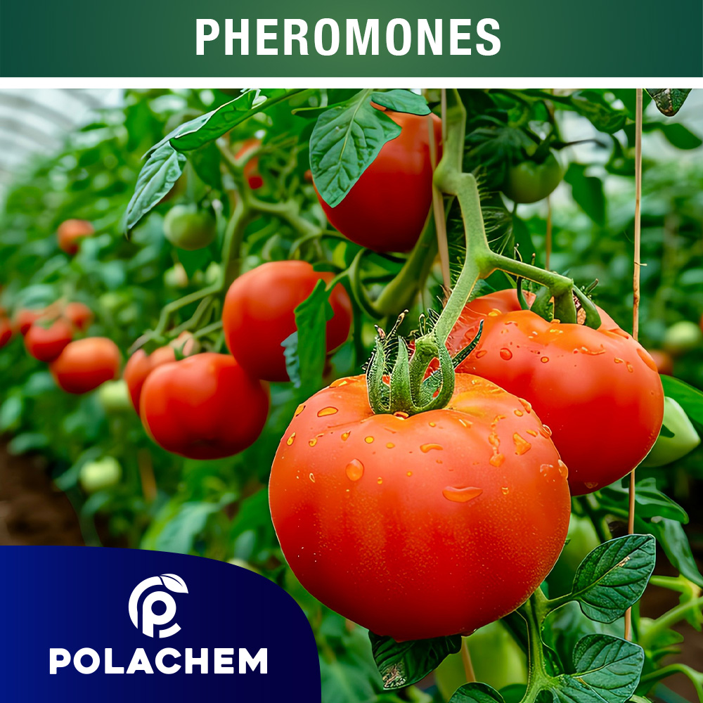 PHEROMONES